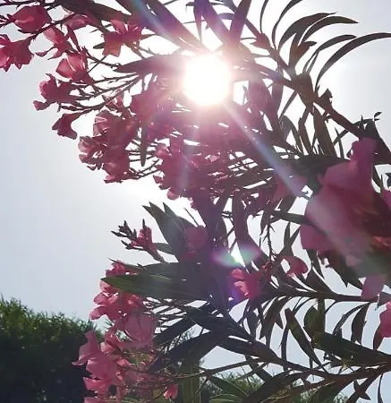 Ciftlik 3* Кешме